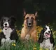 Different Types Of Pet Dogs And Their Specialities