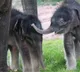Rare twin elephants born in Myanmar