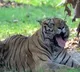 Woman hospitalised after tiger attack at theme park in Australia