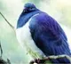 New Zealanders commence voting to choose 'Bird of the Year'
