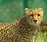 MP Forest Dept launches probe into cheetah Pavan's death, activist seeks inquiry of KNP chief