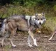 Revenge taking habit may be behind Bahraich wolf terror