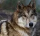Family of 5 injured in wolf attack in MP