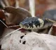 Three Children Died After Snake Bite In Jharkhand