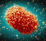 Mpox in India: ‘No need to panic, as chances of Covid-like pandemic is minimal’