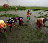 outlook awards for ap farmers