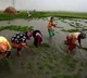 outlook awards for ap farmers