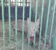rabies or distemper virus may be behind bahraich wolf attacks says intl big cat alliance chief