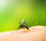 Philippines tallies 546 dengue deaths since January