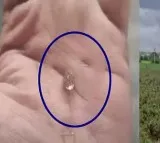 Tuggali Farmer of Kurnool District got a Diamond