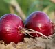 Onion prices drop in major cities after retail selling at subsidised rate