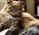the worlds oldest cat Rosie has dead