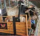 Power generation with bull walking on a treadmill