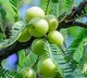 Is Eating Too Much Amla Dangerous