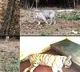 White Tigress Riddhi dies in MP’s Van Vihar