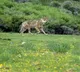 after urine fireworks now howling tactic to capture wolf in bahraich