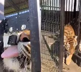 Viral Video Tiger Breaks Cage Lock And Comes Out
