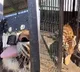 Viral Video Tiger Breaks Cage Lock And Comes Out