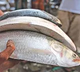 Bangladesh lifts hilsa export ban