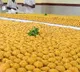 PIL has been filed in the Supreme Court requesting a SIT to probe into Tirupati laddus Row