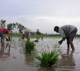 Kharif crop sowing exceeds 1,104 lakh hectares: Centre