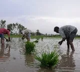 Kharif crop sowing exceeds 1,104 lakh hectares: Centre