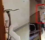 Snake In A Train Going To Mumbai Here Is Viral Video