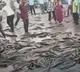 Fish lorry overturned people takeaway fish