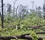 50 thousand trees in 200 hectares are uprooted this is the reason