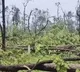 50 thousand trees in 200 hectares are uprooted this is the reason