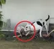 Pit Bull Saves Children By Killing King Cobra That Entered House In UP