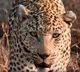 Drones deployed to trace movements of leopard in Andhra Pradesh
