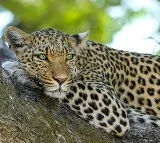leopard in tirumala