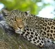 leopard in tirumala