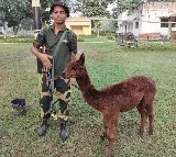 BSF recovers Alpaca along Indo-B’desh border