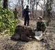 Rare Asian elephant found dead in bomb crater in Cambodia