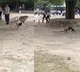 Monkey and Dog Face Off in Wild College Brawl Who Wins Viral Video