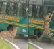 Viral Video of Leopard Leaping At Safari Bus At Bannerghatta National Park