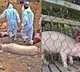 9th case of African swine fever confirmed in South Korea, India vigilant