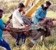 Vehicle which is carrying crocodiles and white tiger overturned