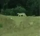 Forest teams continue search for leopard sighted near Hyderabad Metro station