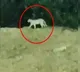 Cheetah Wandering at Miyapur Forest Department Officials gave Clarity