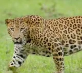 TN forest department intensifies search for killer leopard