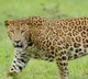 TN forest department intensifies search for killer leopard