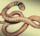 New Himalayan snake species named after 'Titanic' actor Leonardo DiCaprio