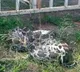 Python near Chandrabau house in Undavalli