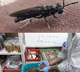 CMFRI develops eco-friendly fish feed using black soldier fly larvae