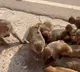 Akshay Kumar unique Diwali gift to monkeys in Ayodhya
