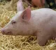 US confirms H5N1 bird flu in swine for first time