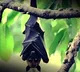 This Tamil Nadu village says no to firecrackers to protect 'Bat Grove'